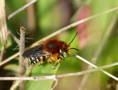 Réf. 207 043 : Anthidium punctatum